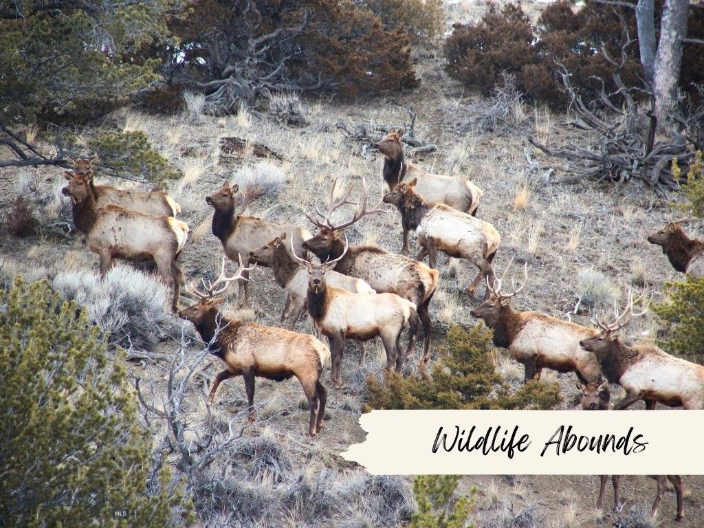 3000 Nixon Gulch Road, Manhattan, MT 59741 photo 31