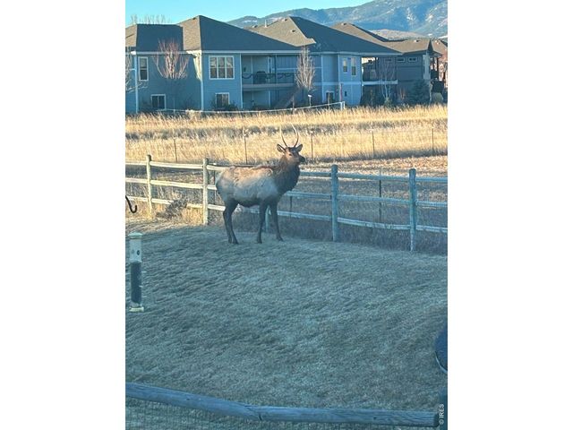 3156 Ivy Dr, Loveland, CO 80537