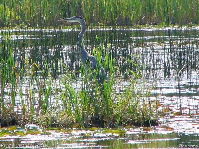 1491 Division Drive, Hartland, MI 48353