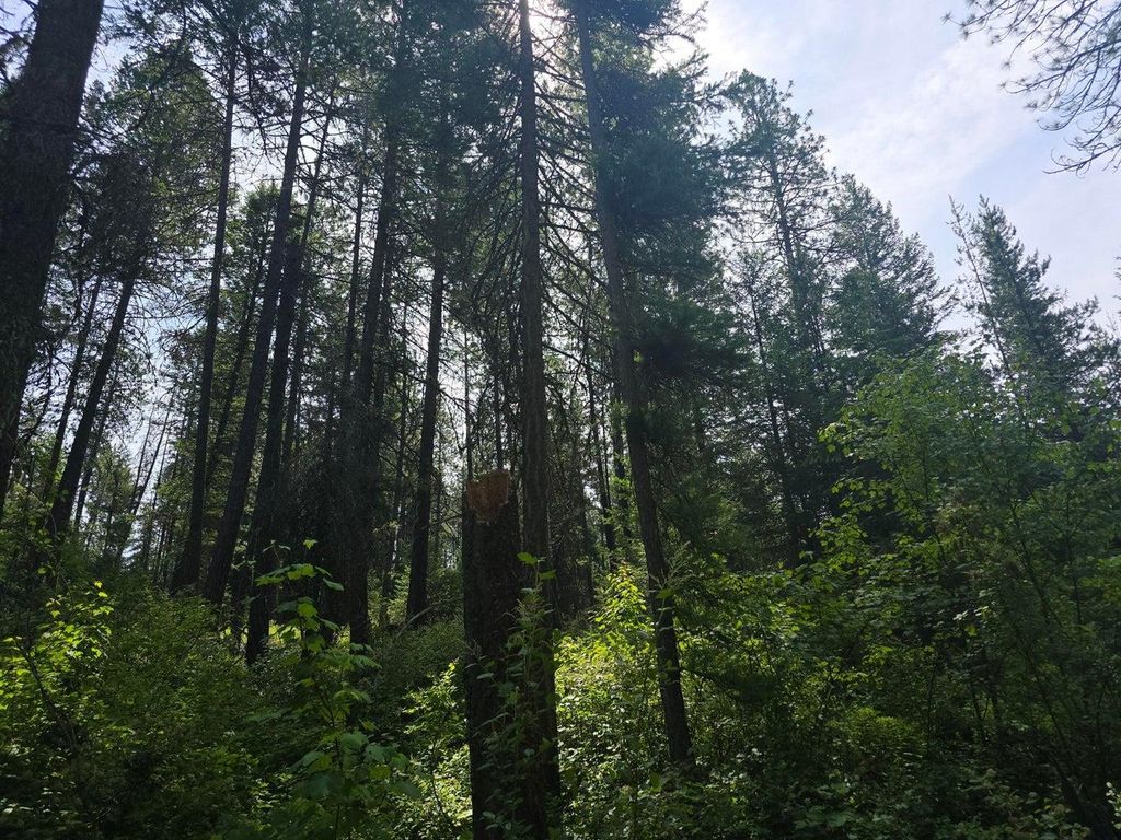 TBD 395 Hwy, Loon Lake, WA 99148 photo 13