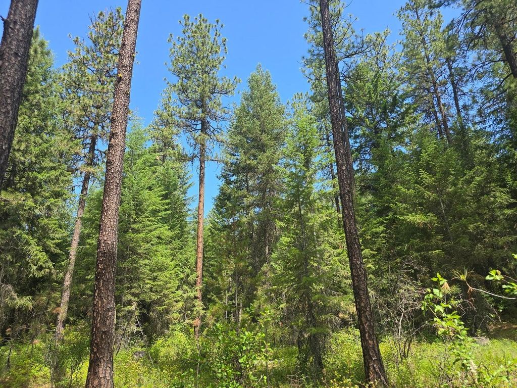 TBD 395 Hwy, Loon Lake, WA 99148 photo 8