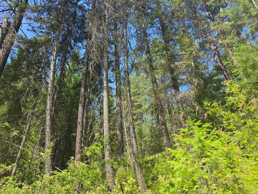 TBD 395 Hwy, Loon Lake, WA 99148 photo 9