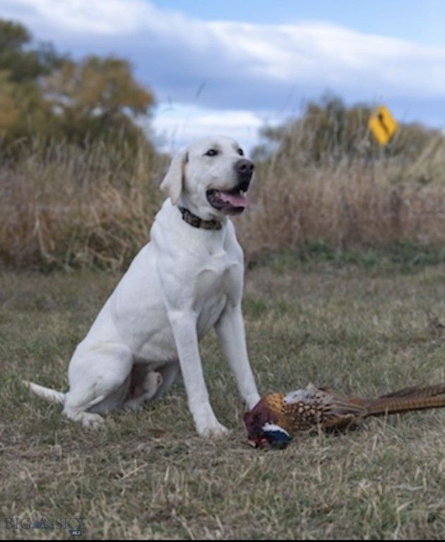 TBD Penwell Bridge Road, Belgrade, MT 59714 photo 19