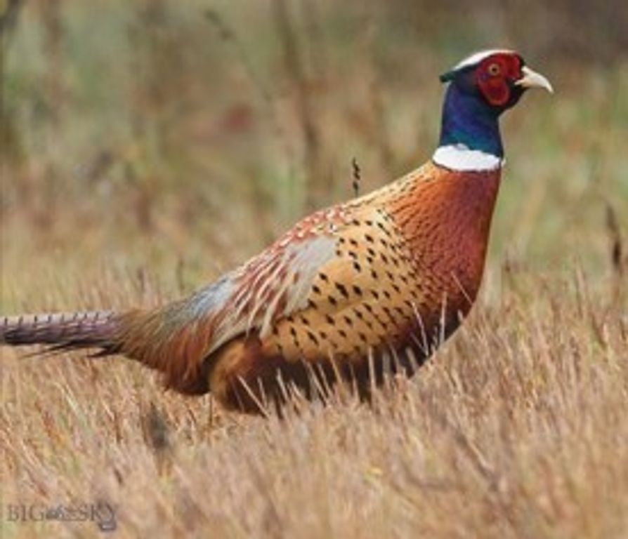 TBD Penwell Bridge Road, Belgrade, MT 59714 photo 3