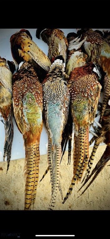 TBD Penwell Bridge Road, Belgrade, MT 59714 photo 8