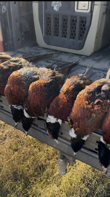 TBD Penwell Bridge Road, Belgrade, MT 59714 photo 9