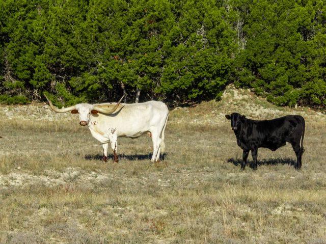 853 County Road 4390, Kempner, TX 76539