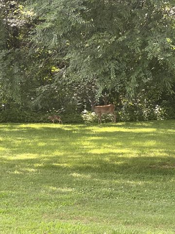 2320 Snake Town Rd, Chapel Hill, TN 37034