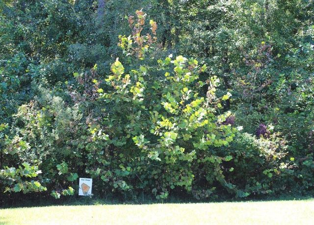 Lot 16 Oak Ridge Drive, Waverly Hall, GA 31831