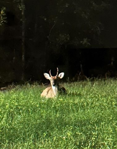 408 W Eucalyptus Street, Village Mills, TX 77663