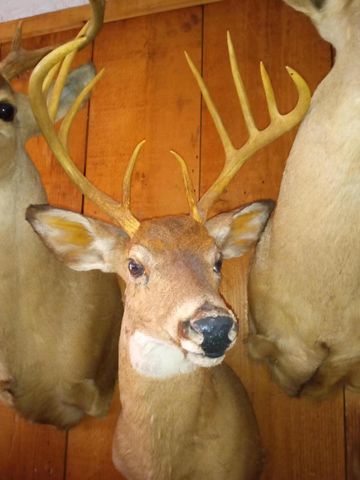 11 Concord Road, Buffalo, MO 65622