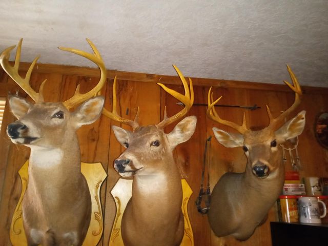 11 Concord Road, Buffalo, MO 65622