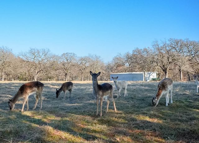 Lot 132 Lincoln Drive, Streetman, TX 75859