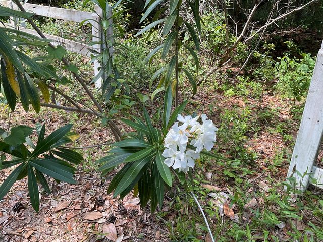 Lot 1 Loafers Glory Lane, Edisto Island, SC 29438