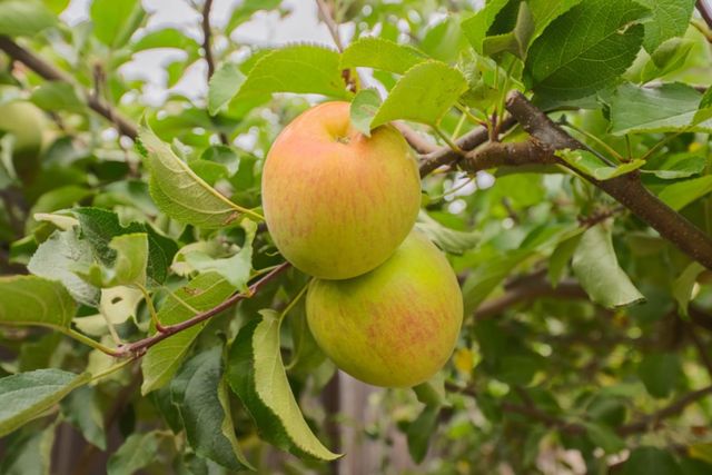 1121 Trailside Drive, San Juan Bautista, CA 95045