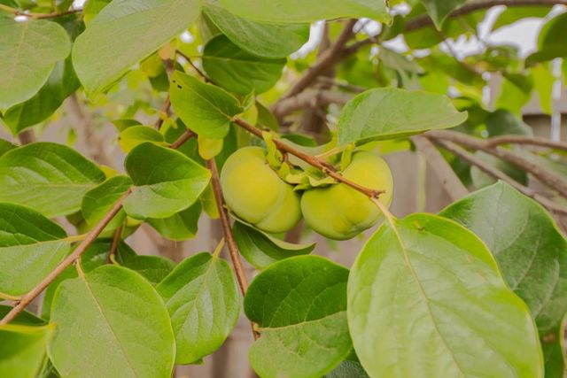 1121 Trailside Drive, San Juan Bautista, CA 95045