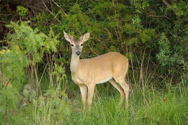 Lot 118 Overlook PKWY, Horseshoe Bay, TX 78657