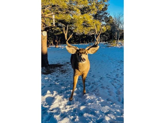 840 Wagon Wheel Rd, Hartsel, CO 80449