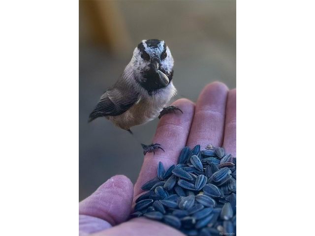 840 Wagon Wheel Rd, Hartsel, CO 80449