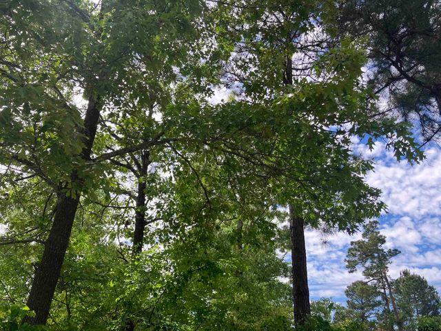 TBD Ridgeline Loop Lot 92, Winona, TX 75792