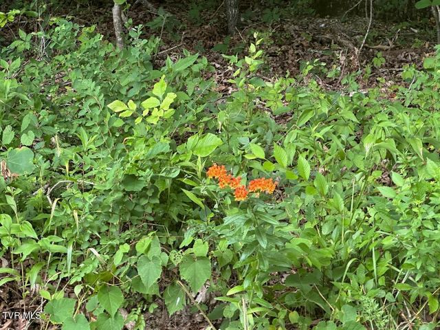 Tbd Flora Road, Rogersville, TN 37857