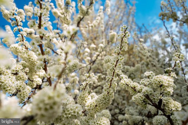 9215 SHAFERS MILL DR, Frederick, MD 21704