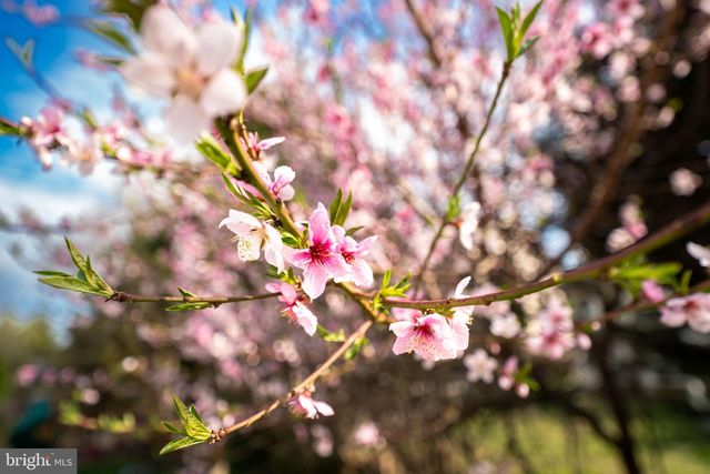 9215 SHAFERS MILL DR, Frederick, MD 21704