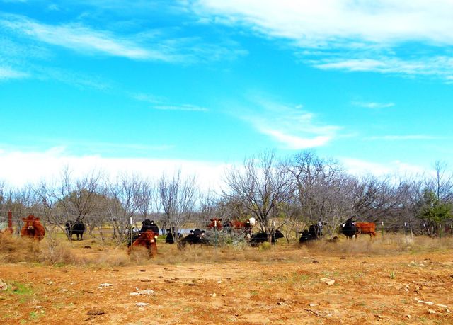 6500A FM 586, Bangs, TX 76823