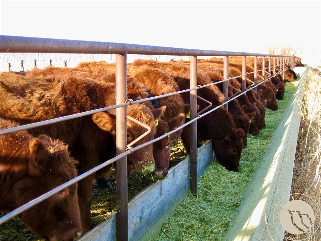 0 Buena Vista Road, Other, MT 59486 photo 26