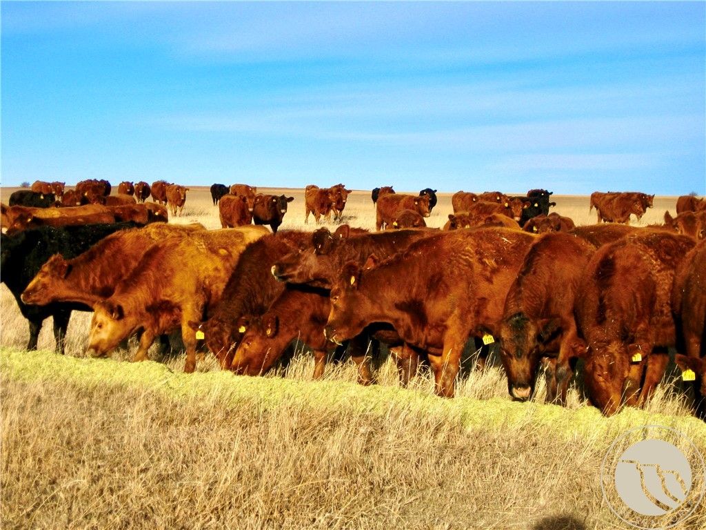 0 Buena Vista Road, Other, MT 59486 photo 27