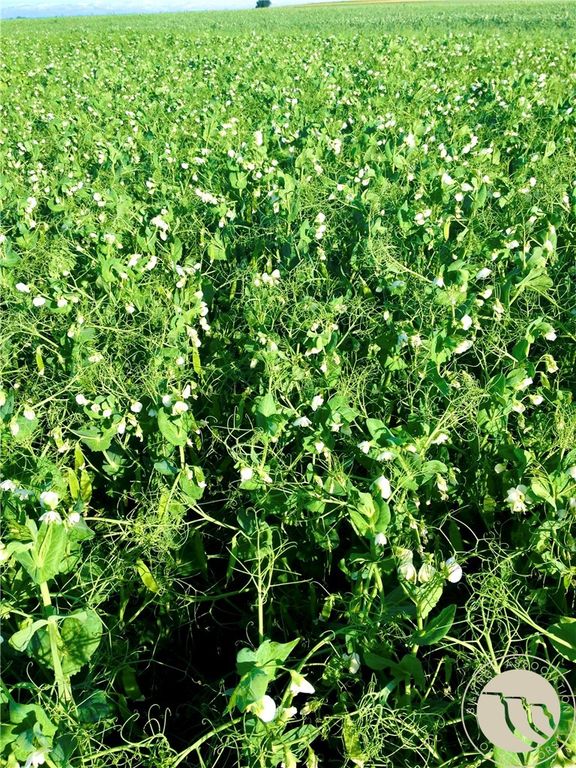 0 Buena Vista Road, Other, MT 59486 photo 31