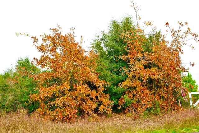 497 Cottletown RD, Smithville, TX 78957