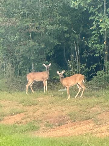 0 Crockett Loop 84, Jasper, TN 37347