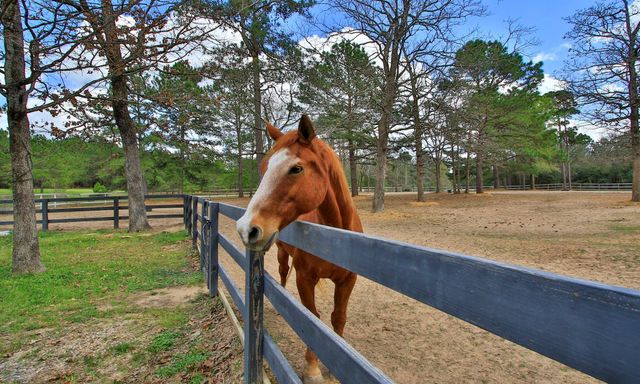 26231 Crown Ranch Boulevard, Montgomery, TX 77316