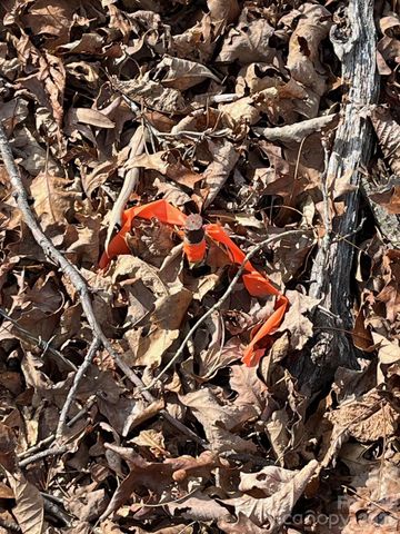 165 Katies Way, Nebo, NC 28761