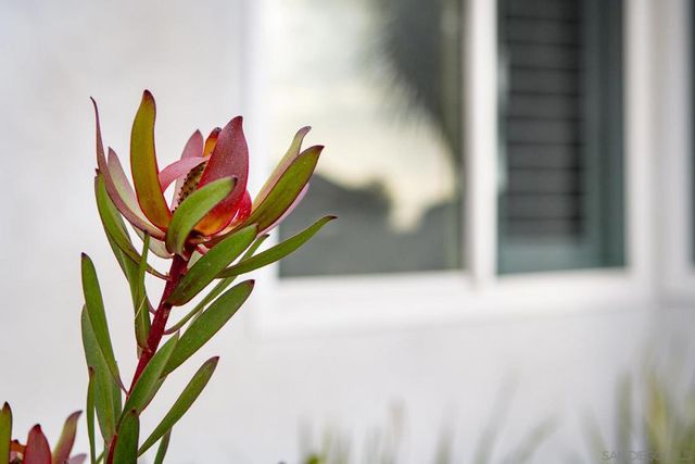 1028 Daisy Ave, Carlsbad, CA 92011