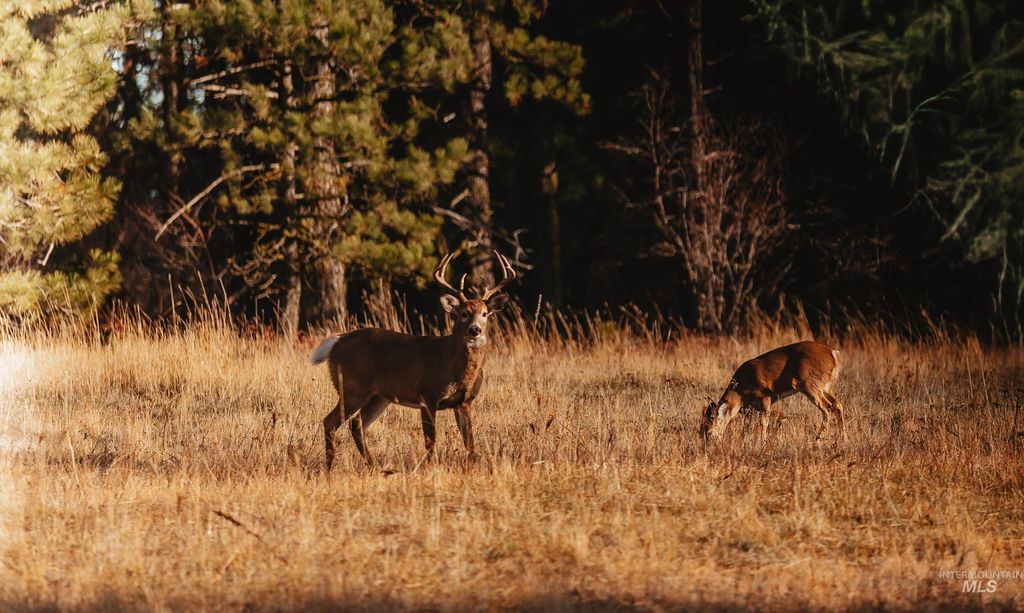TBD Boles Road, CottonWood, ID 83522 photo 6