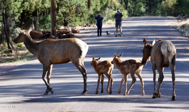 5579 W SOLITUDE TRAILS Loop, Pine, AZ 85544