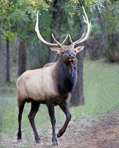 5579 W SOLITUDE TRAILS Loop, Pine, AZ 85544