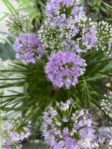 51 Durand Rd, Maplewood Twp., NJ 07040