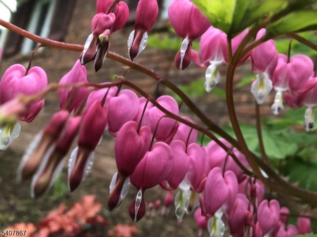 51 Durand Rd, Maplewood Twp., NJ 07040