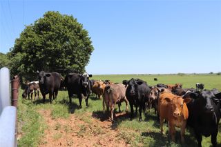 80 Acres South Deer Creek Rd, Henrietta, TX 76365