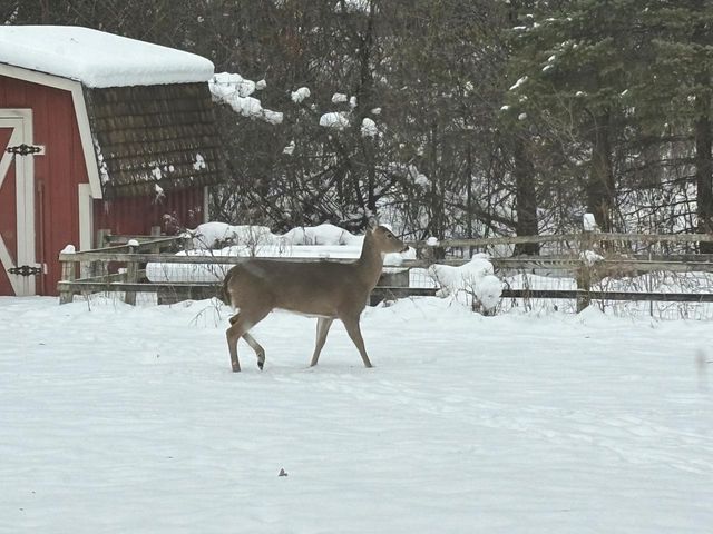 8824 W Dosie AVENUE, Greenfield, WI 53228