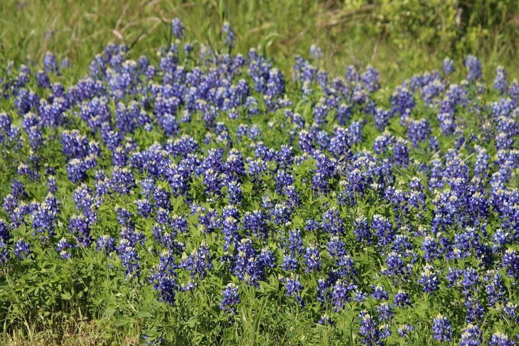 00 Creekside Reserve Court, Washington, TX 77880