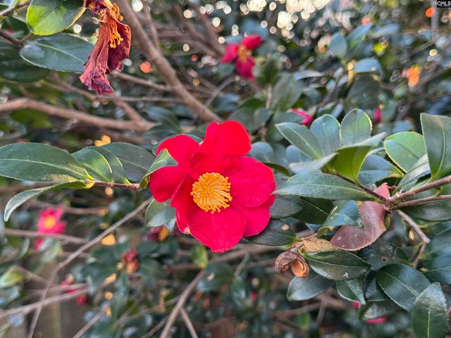 122 Hounds Court S, Columbia, SC 29223