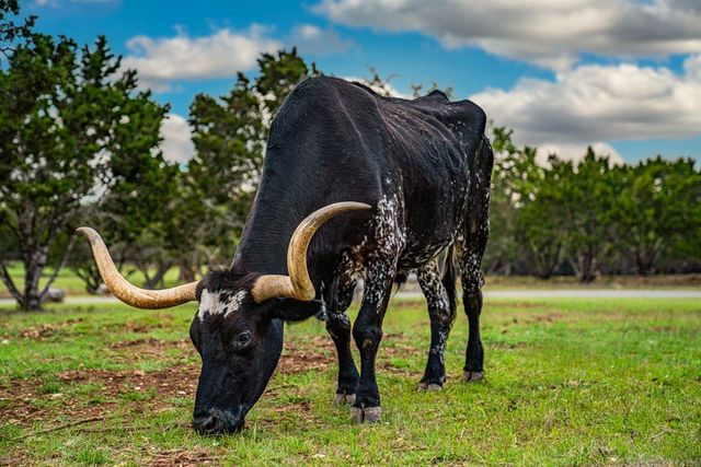 377 Shin Oak Way, Kerrville, TX 78028