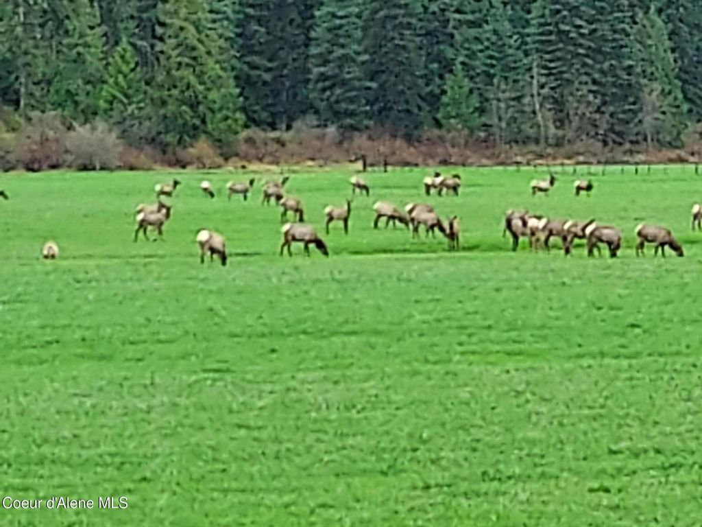 12412 ST JOE RIVER RD, St. Maries, ID 83861 photo 28