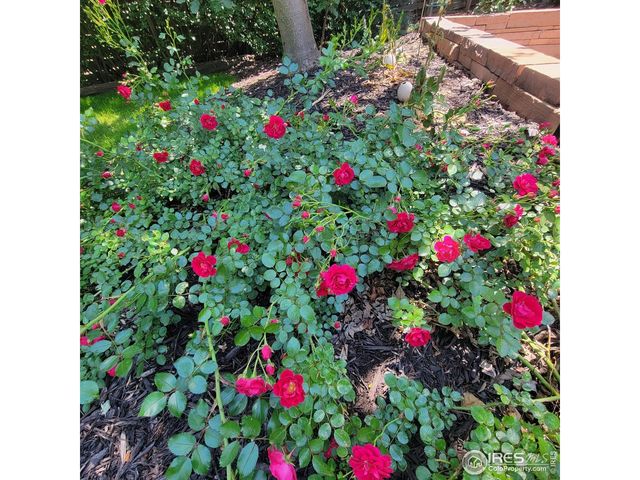 1308 Robertson St, Fort Collins, CO 80524