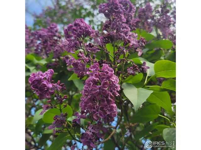 1308 Robertson St, Fort Collins, CO 80524