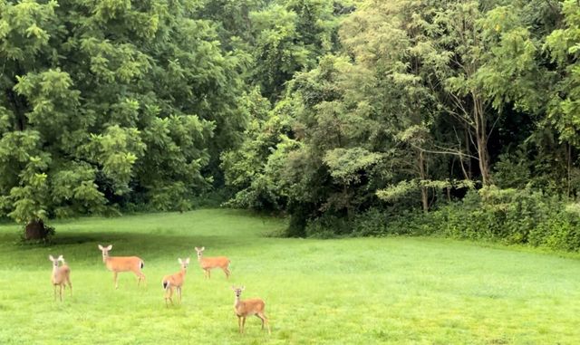 1250 Ed Seay Gregory Ln, Hartsville, TN 37074